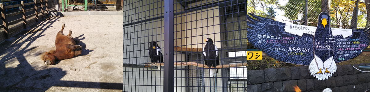 昔を知っていると進化した函館公園 動物施設